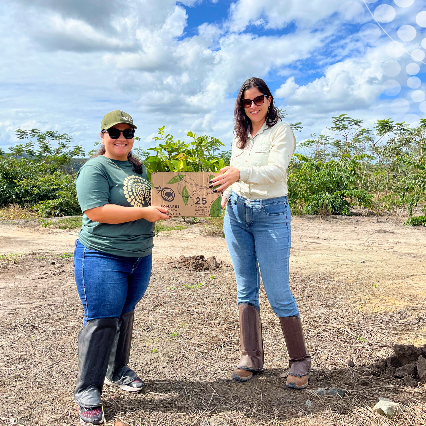 No projeto Ouro Verde entrega de mudas frutíferas